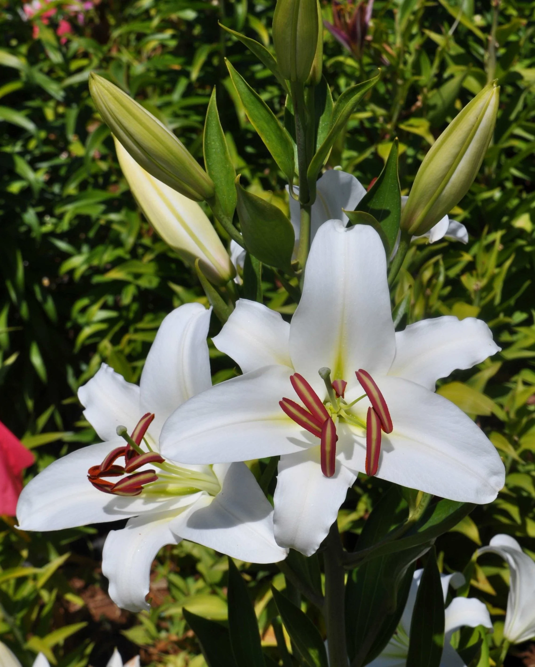 Lilium 'Mount Ranier' (Mak Leek) - Omnia Botanica